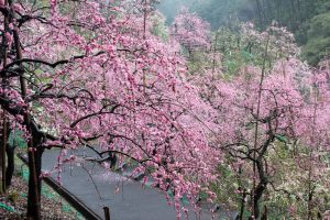大縣神社、梅園、2月の春の花、愛知県犬山市の観光・撮影スポットの画像と写真