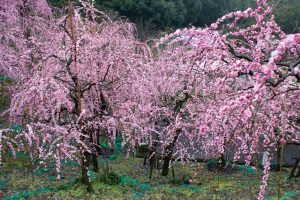 大縣神社、梅園、2月の春の花、愛知県犬山市の観光・撮影スポットの画像と写真