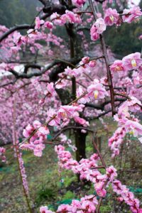 大縣神社、梅園、2月の春の花、愛知県犬山市の観光・撮影スポットの画像と写真