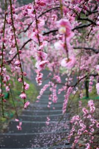 大縣神社、梅園、2月の春の花、愛知県犬山市の観光・撮影スポットの画像と写真