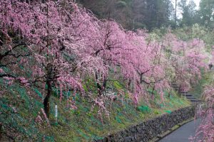大縣神社、梅園、2月の春の花、愛知県犬山市の観光・撮影スポットの画像と写真