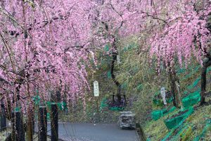 大縣神社、梅園、2月の春の花、愛知県犬山市の観光・撮影スポットの画像と写真