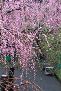 大縣神社、梅園、2月の春の花、愛知県犬山市の観光・撮影スポットの画像と写真
