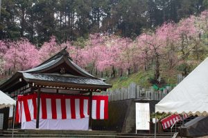 大縣神社、梅園、2月の春の花、愛知県犬山市の観光・撮影スポットの画像と写真