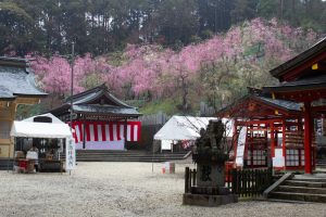 大縣神社、梅園、2月の春の花、愛知県犬山市の観光・撮影スポットの画像と写真