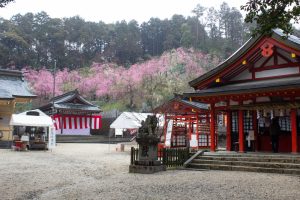 大縣神社、梅園、2月の春の花、愛知県犬山市の観光・撮影スポットの画像と写真