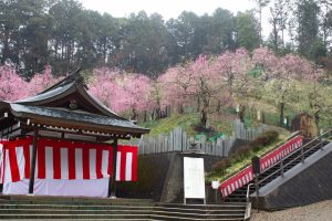 大縣神社、梅園、2月の春の花、愛知県犬山市の観光・撮影スポットの画像と写真