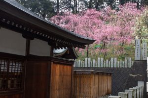 大縣神社、梅園、2月の春の花、愛知県犬山市の観光・撮影スポットの画像と写真