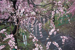 大縣神社、梅園、2月の春の花、愛知県犬山市の観光・撮影スポットの画像と写真
