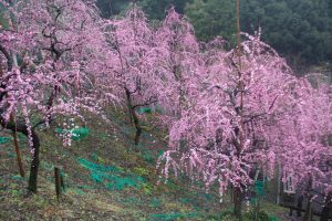 大縣神社、梅園、2月の春の花、愛知県犬山市の観光・撮影スポットの画像と写真