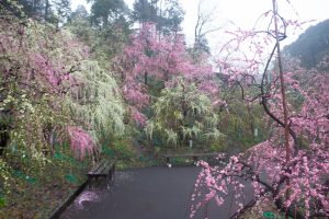 大縣神社、梅園、2月の春の花、愛知県犬山市の観光・撮影スポットの画像と写真