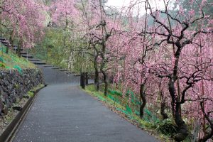 大縣神社、梅園、2月の春の花、愛知県犬山市の観光・撮影スポットの画像と写真