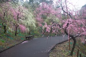 大縣神社、梅園、2月の春の花、愛知県犬山市の観光・撮影スポットの画像と写真