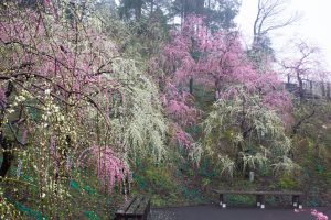 大縣神社、梅園、2月の春の花、愛知県犬山市の観光・撮影スポットの画像と写真