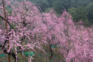 大縣神社、梅園、2月の春の花、愛知県犬山市の観光・撮影スポットの画像と写真