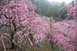 大縣神社、梅園、2月の春の花、愛知県犬山市の観光・撮影大縣神社、梅園、2月の春の花、愛知県犬山市の観光・撮影スポットの画像と写真