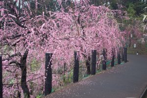 大縣神社、梅園、2月の春の花、愛知県犬山市の観光・撮影スポットの画像と写真