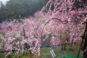 大縣神社、梅園、2月の春の花、愛知県犬山市の観光・撮影スポットの画像と写真