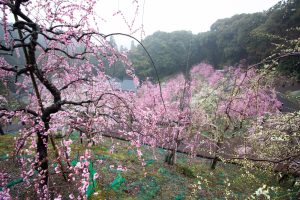 大縣神社、梅園、2月の春の花、愛知県犬山市の観光・撮影スポットの画像と写真