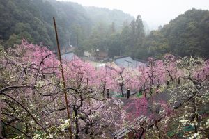 大縣神社、梅園、2月の春の花、愛知県犬山市の観光・撮影スポットの画像と写真