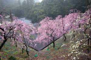 大縣神社、梅園、2月の春の花、愛知県犬山市の観光・撮影スポットの画像と写真
