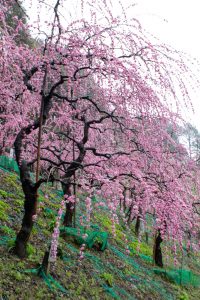 大縣神社、梅園、2月の春の花、愛知県犬山市の観光・撮影スポットの画像と写真