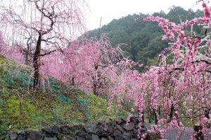 大縣神社、梅園、2月の春の花、愛知県犬山市の観光・撮影スポットの画像と写真