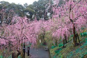 大縣神社、梅園、2月の春の花、愛知県犬山市の観光・撮影スポットの画像と写真