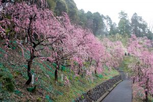大縣神社、梅園、2月の春の花、愛知県犬山市の観光・撮影スポットの画像と写真