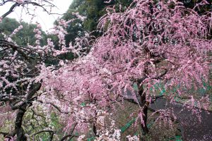 大縣神社、梅園、2月の春の花、愛知県犬山市の観光・撮影スポットの画像と写真
