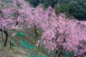 大縣神社、梅園、2月の春の花、愛知県犬山市の観光・撮影スポットの画像と写真