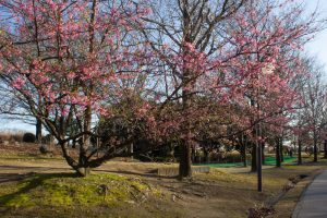 大野極楽寺公園、河津桜、2月の春の花、愛知県一宮市の観光・撮影スポットの画像と写真