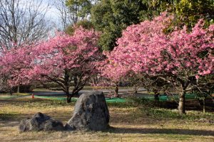 大野極楽寺公園、河津桜、2月の春の花、愛知県一宮市の観光・撮影スポットの画像と写真)