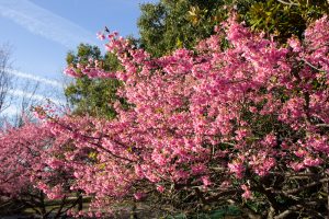 大野極楽寺公園、河津桜、2月の春の花、愛知県一宮市の観光・撮影スポットの画像と写真)