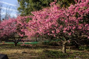 大野極楽寺公園、河津桜、2月の春の花、愛知県一宮市の観光・撮影スポットの画像と写真