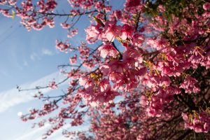 大野極楽寺公園、河津桜、2月の春の花、愛知県一宮市の観光・撮影スポットの画像と写真