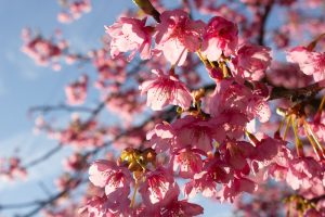 大野極楽寺公園、河津桜、2月の春の花、愛知県一宮市の観光・撮影スポットの画像と写真