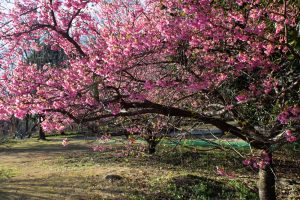 大野極楽寺公園、河津桜、2月の春の花、愛知県一宮市の観光・撮影スポットの画像と写真