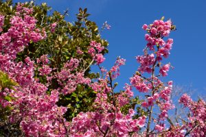 大野極楽寺公園、河津桜、2月の春の花、愛知県一宮市の観光・撮影スポットの画像と写真