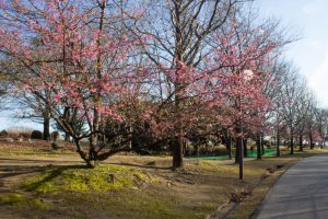 大野極楽寺公園、河津桜、2月の春の花、愛知県一宮市の観光・撮影スポットの画像と写真)