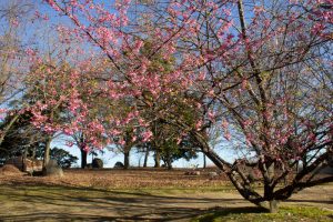 大野極楽寺公園、河津桜、2月の春の花、愛知県一宮市の観光・撮影スポットの画像と写真)