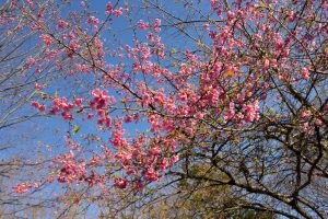 大野極楽寺公園、河津桜、2月の春の花、愛知県一宮市の観光・撮影スポットの画像と写真)