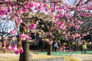 大野極楽寺公園、河津桜、2月の春の花、愛知県一宮市の観光・撮影スポットの画像と写真)