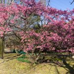 大野極楽寺公園、河津桜、2月の春の花、愛知県一宮市の観光・撮影スポットの画像と写真)