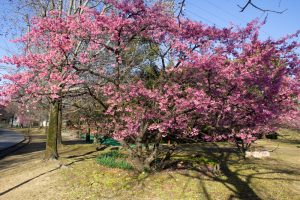 大野極楽寺公園、河津桜、2月の春の花、愛知県一宮市の観光・撮影スポットの画像と写真)