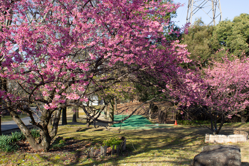 大野極楽寺公園、河津桜、2月の春の花、愛知県一宮市の観光・撮影スポットの画像と写真)