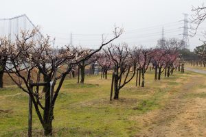 落合公園、梅、愛知県春日井市の観光・撮影スポットの画像と写真