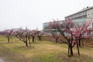 落合公園、梅、愛知県春日井市の観光・撮影スポットの画像と写真
