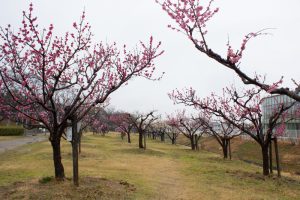 落合公園、梅、愛知県春日井市の観光・撮影スポットの画像と写真
