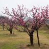 落合公園、梅、愛知県春日井市の観光・撮影スポットの画像と写真